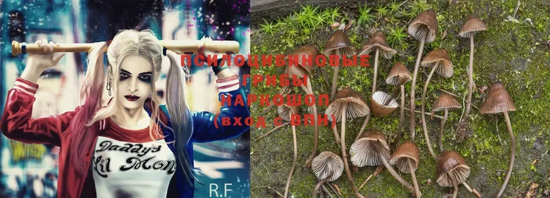 Псилоцибиновые грибы Psilocybe  Кувшиново 